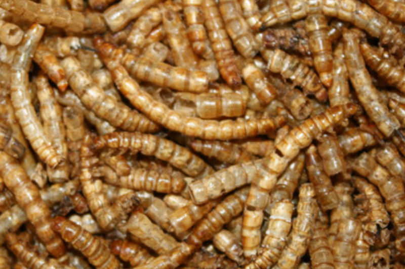 meelwormen