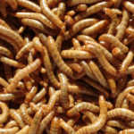 Meelwormen levend - 500 gram (ca. 4250 st.)