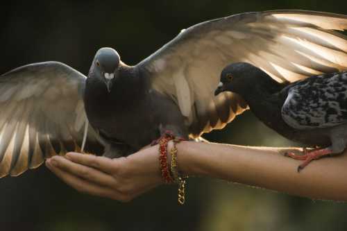 Vogelvoer : duiven
