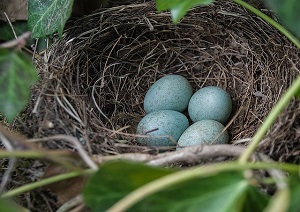 Azië Spuug uit Besparing Waarom leggen vogels eieren ? En hoezo blauwe of bruine met vlekjes .... -  VoerdeNatuur.nl