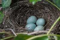 Vogelnest met eieren van een Merel