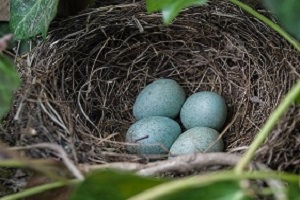 Vogelnest met eieren van een Merel