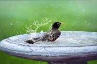 Badderende vogel